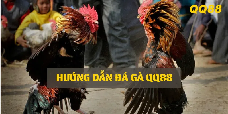 Hướng dẫn A-Z chơi đá gà QQ88 cho người mới